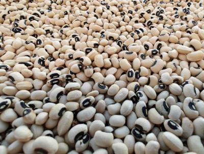 Trusted Black Eye Peas Supplier from Madagascar