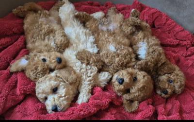 Pudel- und Maltipoo-Welpen - Zurich Dogs, Puppies