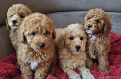 Pudel- und Maltipoo-Welpen - Zurich Dogs, Puppies