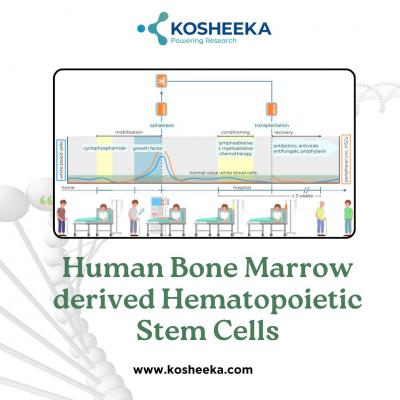 Human Bone Marrow-derived Hematopoietic Stem Cells: Clinically Approved Stem Cells