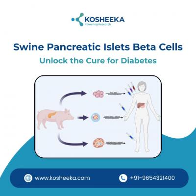 Swine Pancreatic Islets Beta Cells: Unlock the Cure for Diabetes