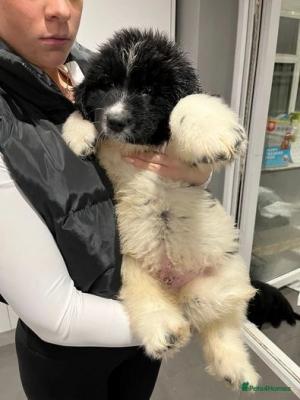  Male and female Newfoundland puppies
