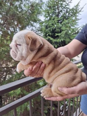 English Bulldog - Vienna Dogs, Puppies