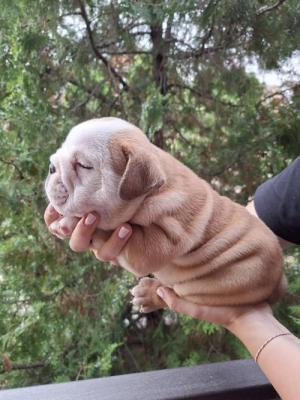 English Bulldog - Vienna Dogs, Puppies