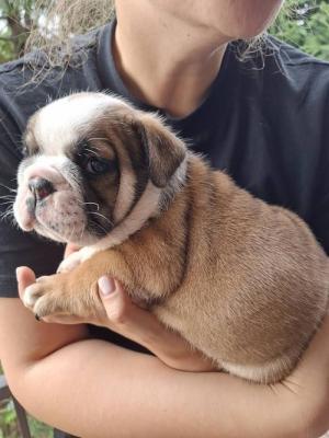 English Bulldog - Vienna Dogs, Puppies