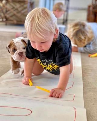 English Bulldog Puppies for Sale Business WhatsApp +37256348129 - London Dogs, Puppies