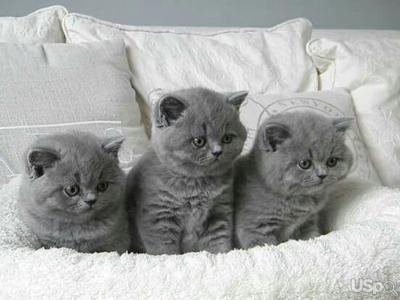 British shorthair kittens Business WhatsApp: +37256348129 - London Cats, Kittens