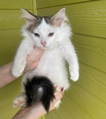  Healthy Turkish Angora Kittens For Sale  WhatsApp me : +971 58 208 8241