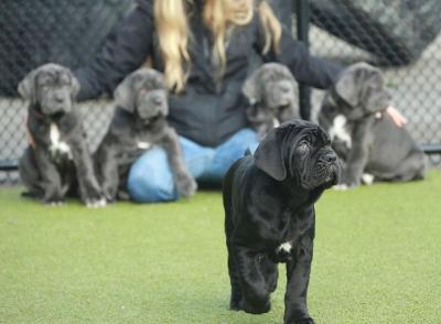  Neapolitan Mastiff Puppies for sale     WhatsApp me : +971 58 208 8241