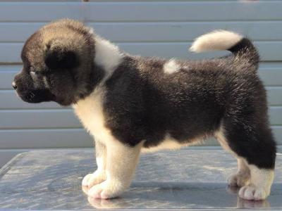 Amerikanische Akita-Welpen - Vienna Dogs, Puppies