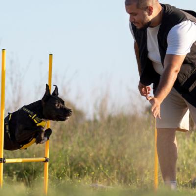Boarding and Training Dogs - Other Other