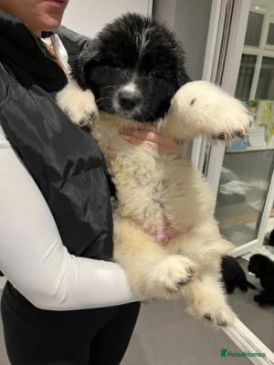  Male and female Newfoundland puppies