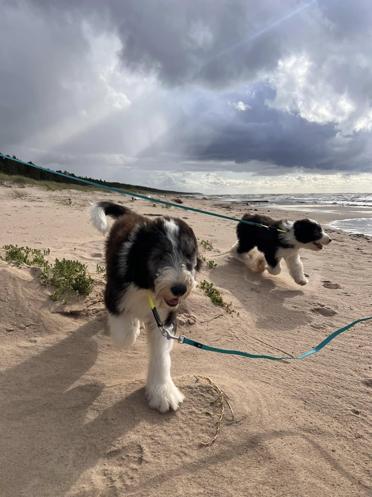  Bearded Collie Puppies 