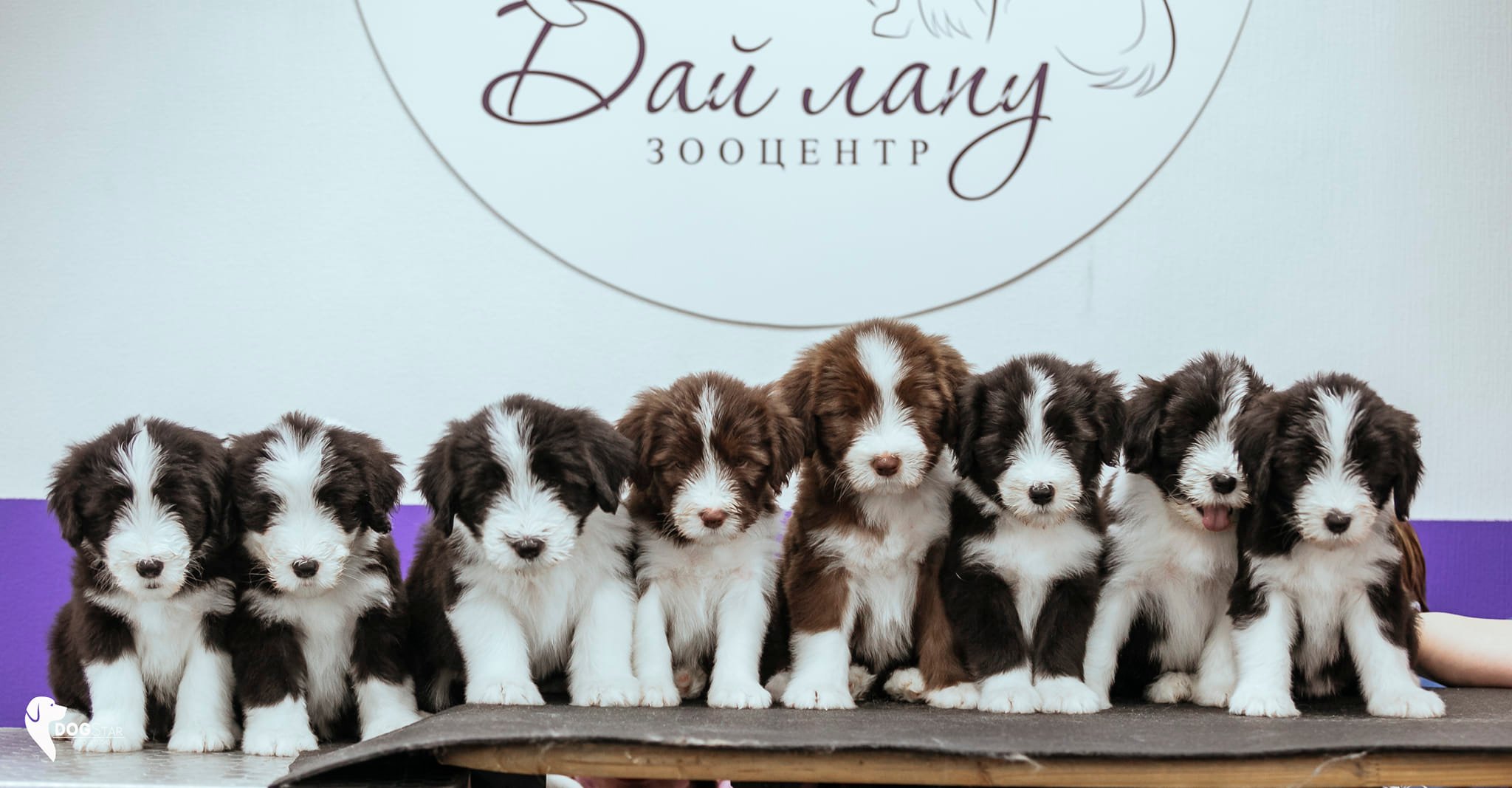  Bearded Collie Puppies  - Kuwait Region Dogs, Puppies