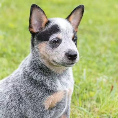   Australian Cattle Dog Puppies (Blue Heeler Puppies) Available now