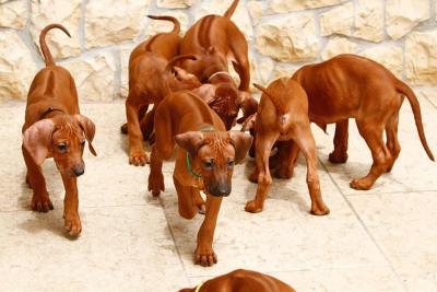  rhodesian ridgeback Puppies  