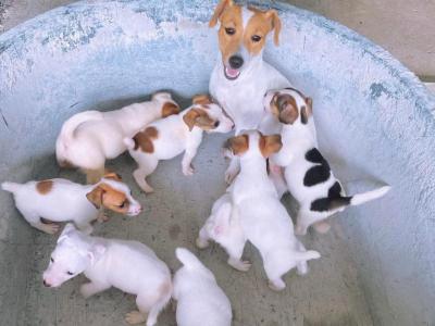   Jack Russell Terrier Puppies  
