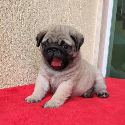  Pug Puppies   