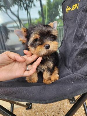  Yorkie Puppies 