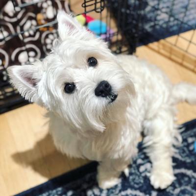   West Highland Terrier Puppies 