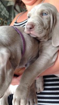  Weimaraner Puppies   