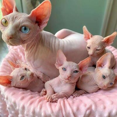   Sphynx Kittens   