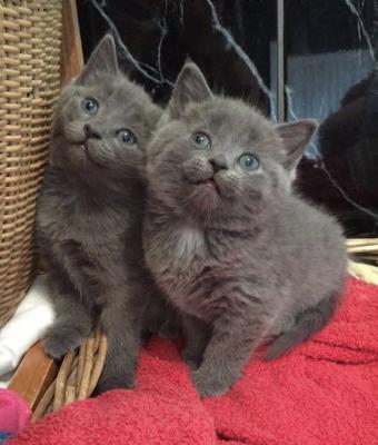 Russian Blue Kittens    - Kuwait Region Cats, Kittens