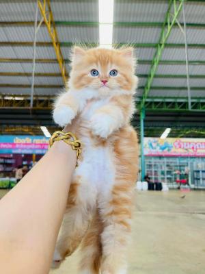  Persian kittens Available   