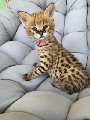  Serval Kittens for adoption  