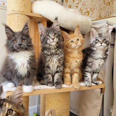  Maine Coon Kittens   