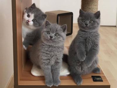  british shorthair kittens 