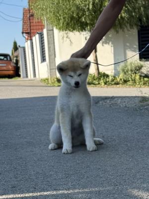 Akita Inu Female Puppies - Vienna Dogs, Puppies