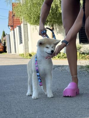 Akita Inu Female Puppies - Vienna Dogs, Puppies