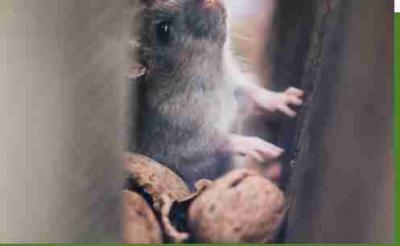 Pest Control Marietta OH - Columbus Other