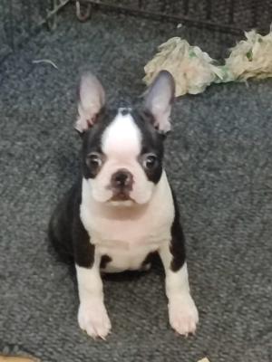 Boston terrier puppies - Vienna Dogs, Puppies