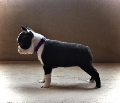 Boston terrier puppies - Vienna Dogs, Puppies
