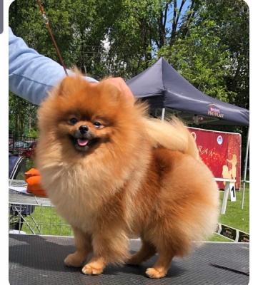 Pomeranian Rüde, deckbereit - Zurich Dogs, Puppies