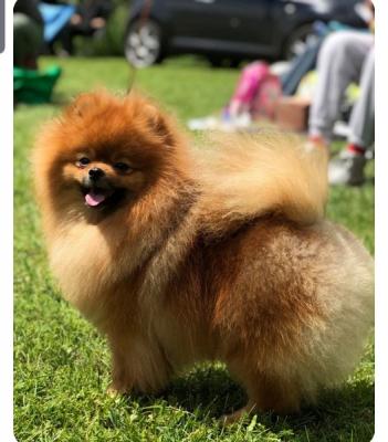 Pomeranian Rüde, deckbereit - Zurich Dogs, Puppies