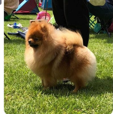 Pomeranian Rüde, deckbereit - Zurich Dogs, Puppies