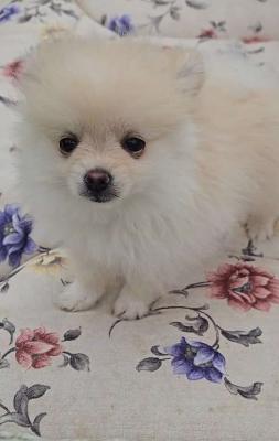 Pomeranian Puppy - Auckland Dogs, Puppies