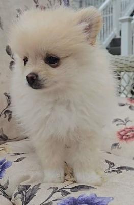 Pomeranian Puppy - Auckland Dogs, Puppies