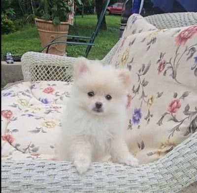 Pomeranian Puppy - Auckland Dogs, Puppies