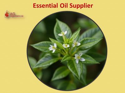 8 Essential Oils for Candle Making You Need