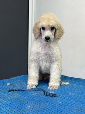 Standard poodle - Vienna Dogs, Puppies