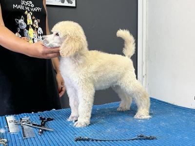 Standard poodle - Vienna Dogs, Puppies