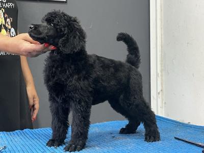 Standard poodle - Vienna Dogs, Puppies