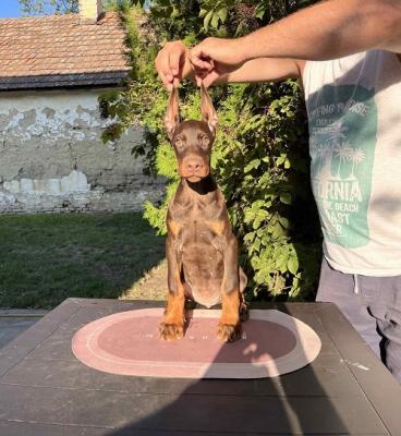 Doberman puppies - Vienna Dogs, Puppies