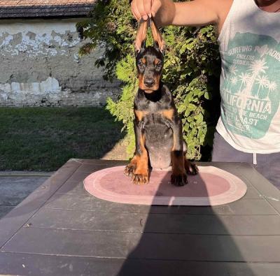 Doberman puppies - Vienna Dogs, Puppies