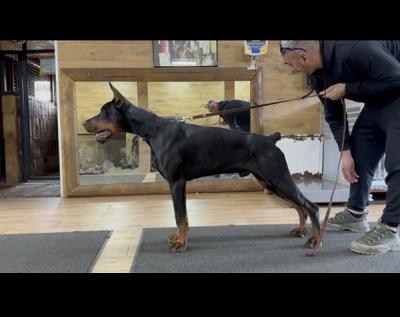 Doberman puppies - Vienna Dogs, Puppies