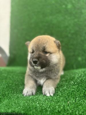 Shiba inu puppies - Vienna Dogs, Puppies